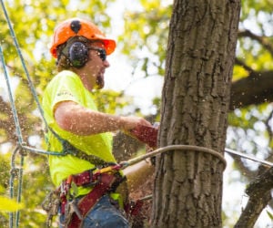Tree Trimming Insurance Tree Trimming Insurance