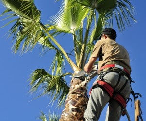 Tree Pruning Tree Pruning